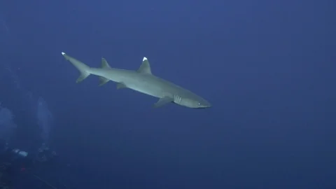 White tip reef shark Video stock 87871775