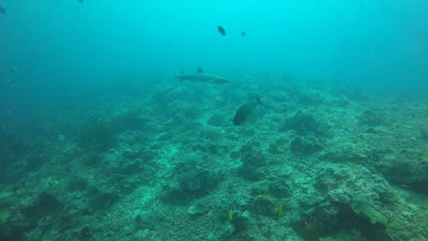White-tip Reef Shark Stock Footage 111401582