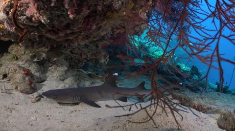 White tip reef shark lying on the sea floor. Shark hidden in a hole - Red Sea Video stock 61136038