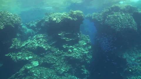 White tip reef shark in Malahi Stock Footage 33531323