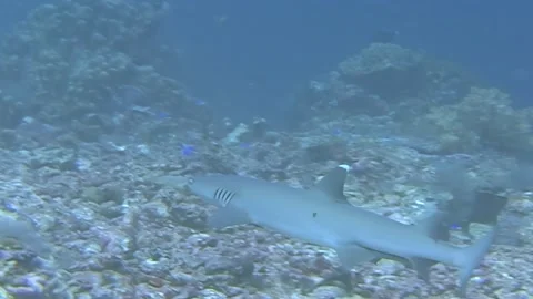 White Tip Reef Shark Patrols Coral at Sipadan Island, Indonesia Vidéo 340586083