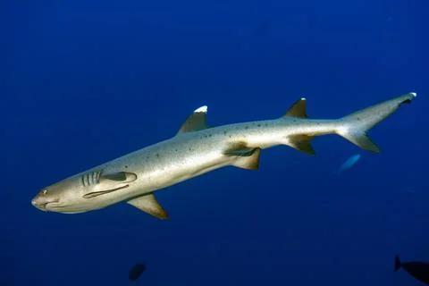 White tip reef shark ready to attack underwater 스톡 사진