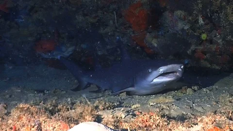 White tip reef shark sleeping in his cave Stock Footage 120014494