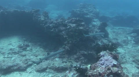 White Tip Reef Shark Swimming Stock Footage 52822017
