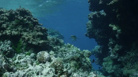 White tip reef shark swims through crevasse toward camera, 4k Stockbeeldmateriaal 123259334