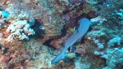 White Tip Reef Shark Swims In The Burrow Stock Footage 301151316