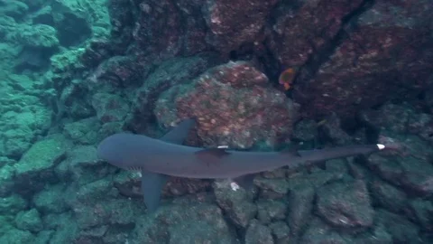 White-tip Reef Shark (Triaenodon obesus) in Sanbenedicto island Video stock 80622262
