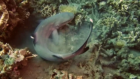 White Tip Reef Shark (Triaenodon obesus) Under Coral Reef in Bali, Indonesia Stock Footage 80664893