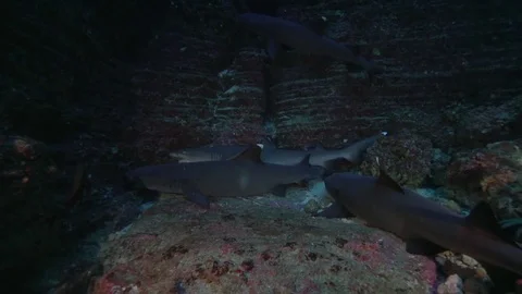 White-tip Reef Shark (Triaenodon obesus) Video stock 80927702