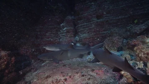 White-tip Reef Shark (Triaenodon obesus) in El boiler rock Stock Footage 80928582