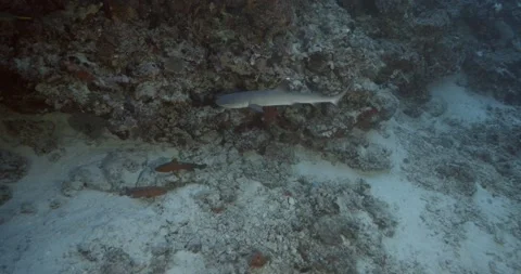 White-tip Reef Shark (Triaenodon obesus) making circles near the reef Video stock 142959448