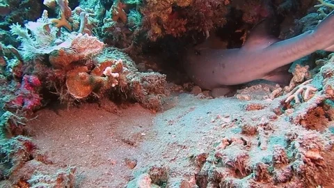 White Tip Reef Shark  Under Coral Reef in Bali, Indonesia Stock Footage 80664899