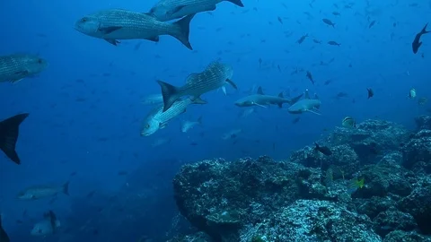 White Tip Reef Sharks Cocos Kip Evans Video stock 87756971