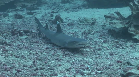 White Tip Reef Sharks Stock Footage 52822229
