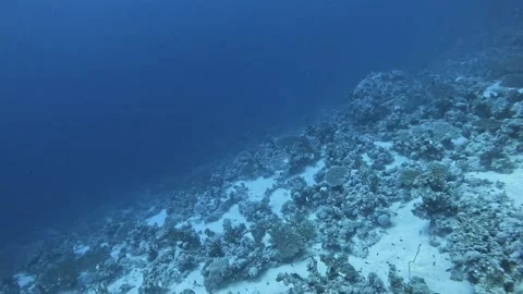 White Tip Reef Sharks Stock Footage 280431743