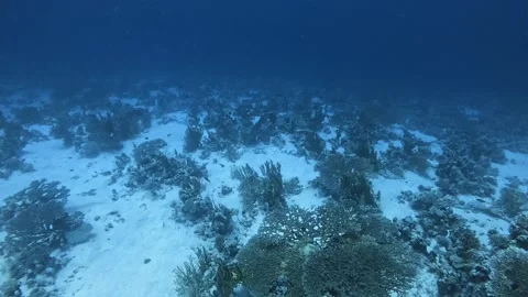 White Tip Reef Sharks Stock Footage 280682250