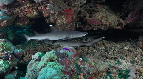 White tip reef sharks hidden in a hole, lying on the sea floor - Red Sea Stock Footage 61136862