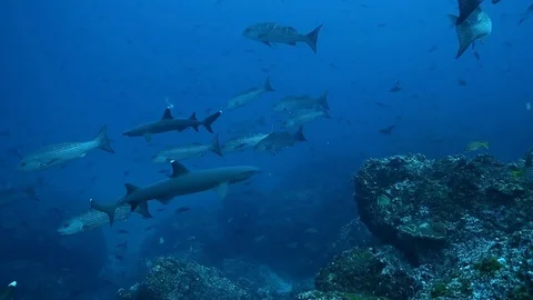 White Tip Reef Sharks Kip Evans Stock-Footage 87756969