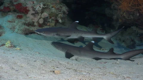 White tip reef sharks lying and swimming in a hole - Red Sea, Sudan Video stock 61135356
