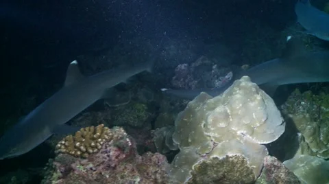 White tip reef sharks night Video stock 57140710