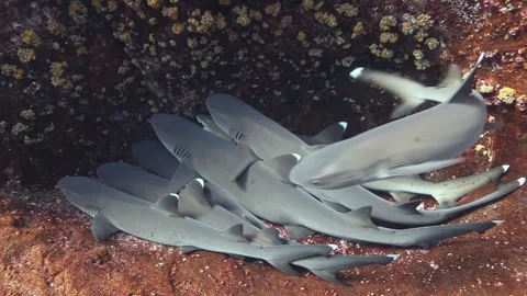 White tip reef sharks resting in Galapagos cave Video stock 312997208