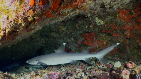 White tip reef sharks under ledge Stock Footage 98116179