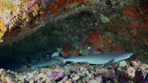 White tip reef sharks under ledge Stock Footage 98119716