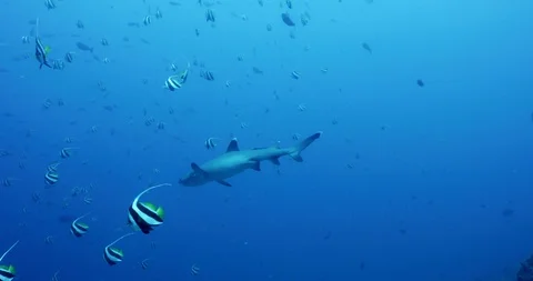 White tip shark and banner fish at Castle Rock, Komodo Stock Footage 88474202