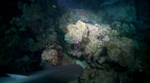White tip shark with bite out of dorsal fin Video stock 57196621