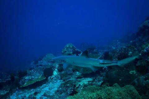 White tip shark Stock Photos
