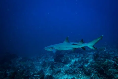 White tip shark Stock Photos