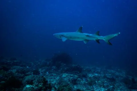White tip shark Stock Photos