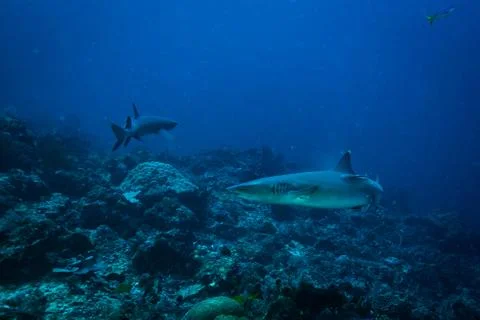 White tip shark Stock Photos