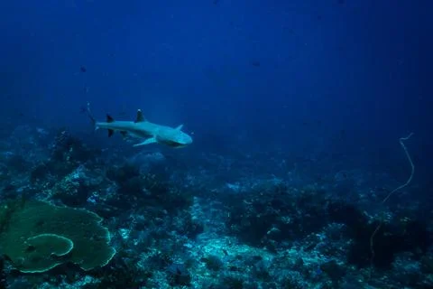 White tip shark Stock Photos