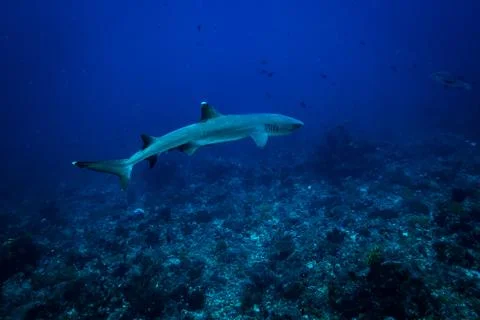 White tip shark Stock Photos