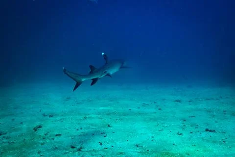 White tip shark Stock Photos