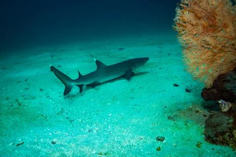 White tip shark Stock Photos