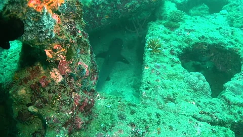 White tip shark resting under concrete blocks on sea bottom in murky water Stock Footage 154271560