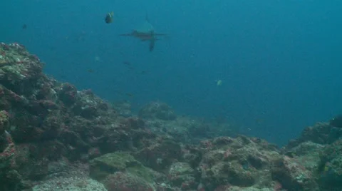 White tip shark swim by Stock Footage 56546709