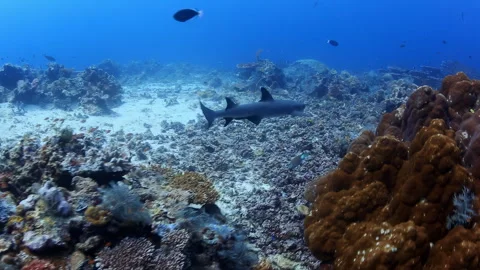 White Tip Shark Swims Over Coral Reef Stock Footage 346342817
