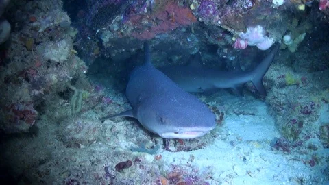 White-Tip Shark (Triaenodon obesus) Over Sandy Bottom - Tubbataha Reefs Stock Footage 89727586