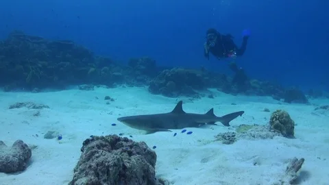 White-Tip Shark (Triaenodon obesus) with Diver Over Sandy Bottom - Tubbataha Stock Footage 89739953