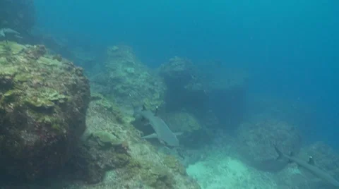White tip shark yawn Video stock 56545561