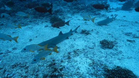 White tip sharks resting at the bottom, Fakarava Stock Footage 301154342