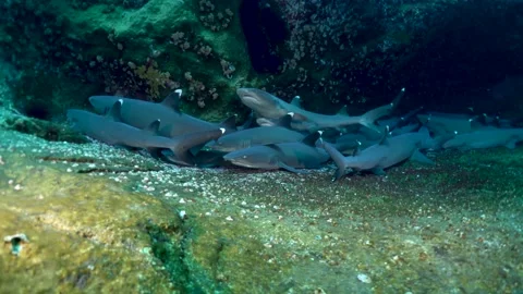 White tip sharks in Socorro Stock Footage 146303894