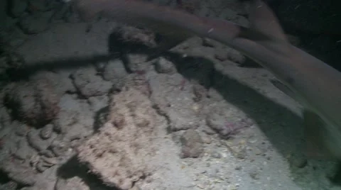 White tip sharks tail fin close up Stock Footage 57107832