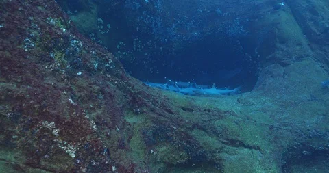 White tipped reef shark Stock Footage 125780455