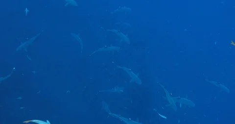 White tipped reef shark Stockbeeldmateriaal 125785046