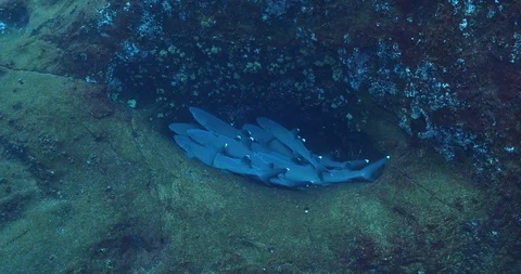 White tipped reef shark 库存影片 125798715
