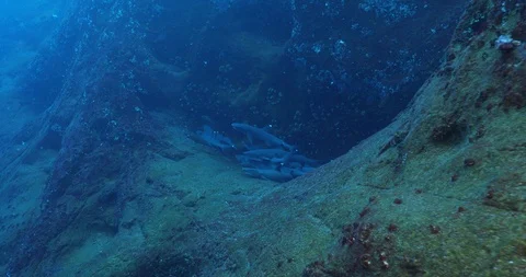 White tipped reef shark Stock Footage 125830429